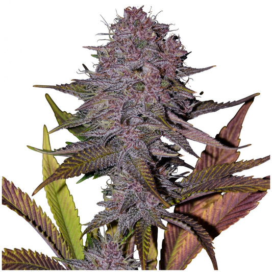 Frosty Purple Cookies von TK Seeds