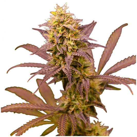 Lemonade Dream von TK Seeds