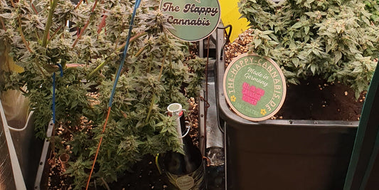 The Happy Cannabis im Test – Ein Grower packt aus!
