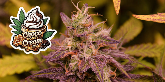 TK Seeds - Schokolade, Karamell & Honig – Choco Honey Cream verführt die Sinne
