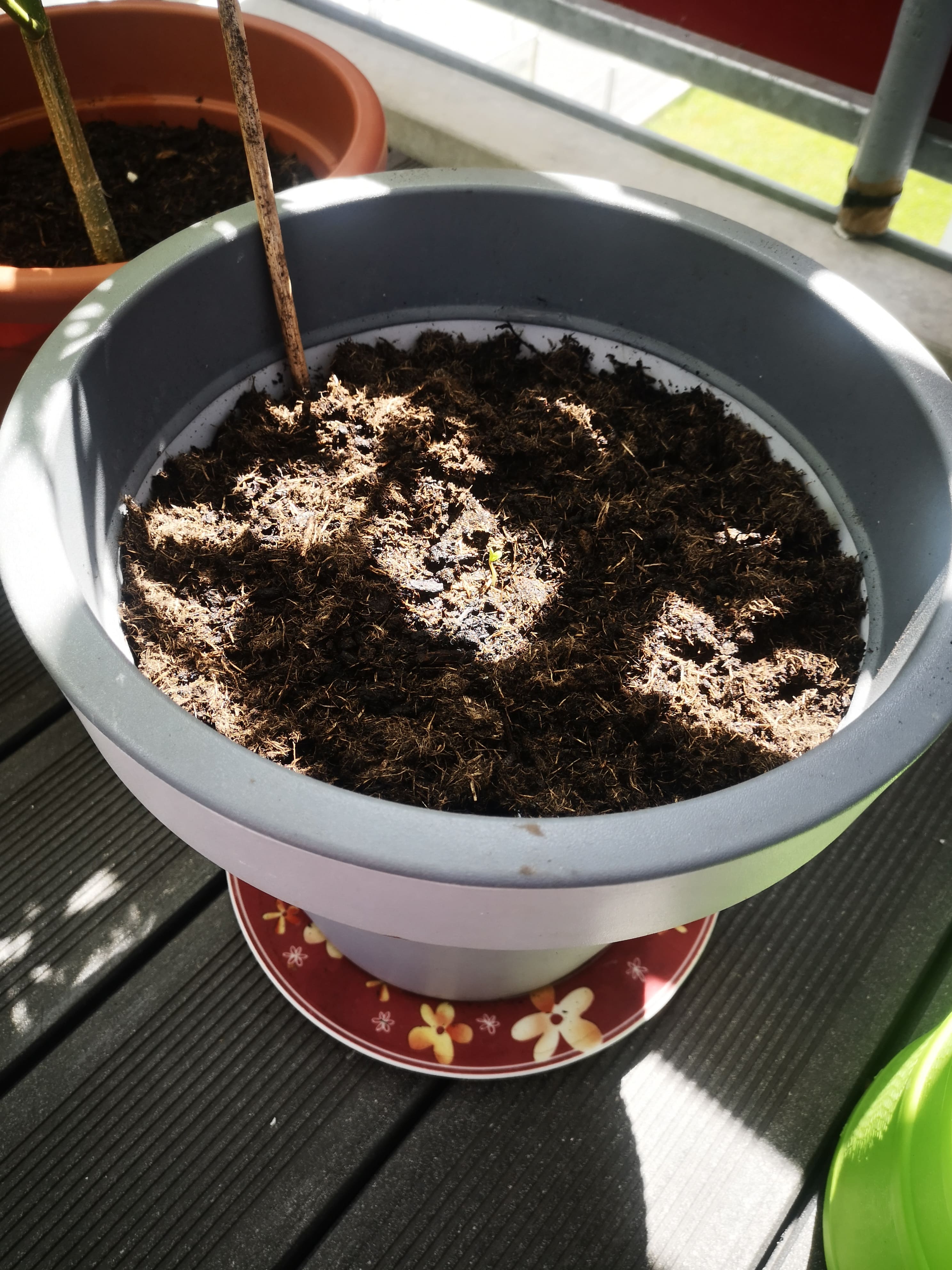 Cannabis Keimling im Topf