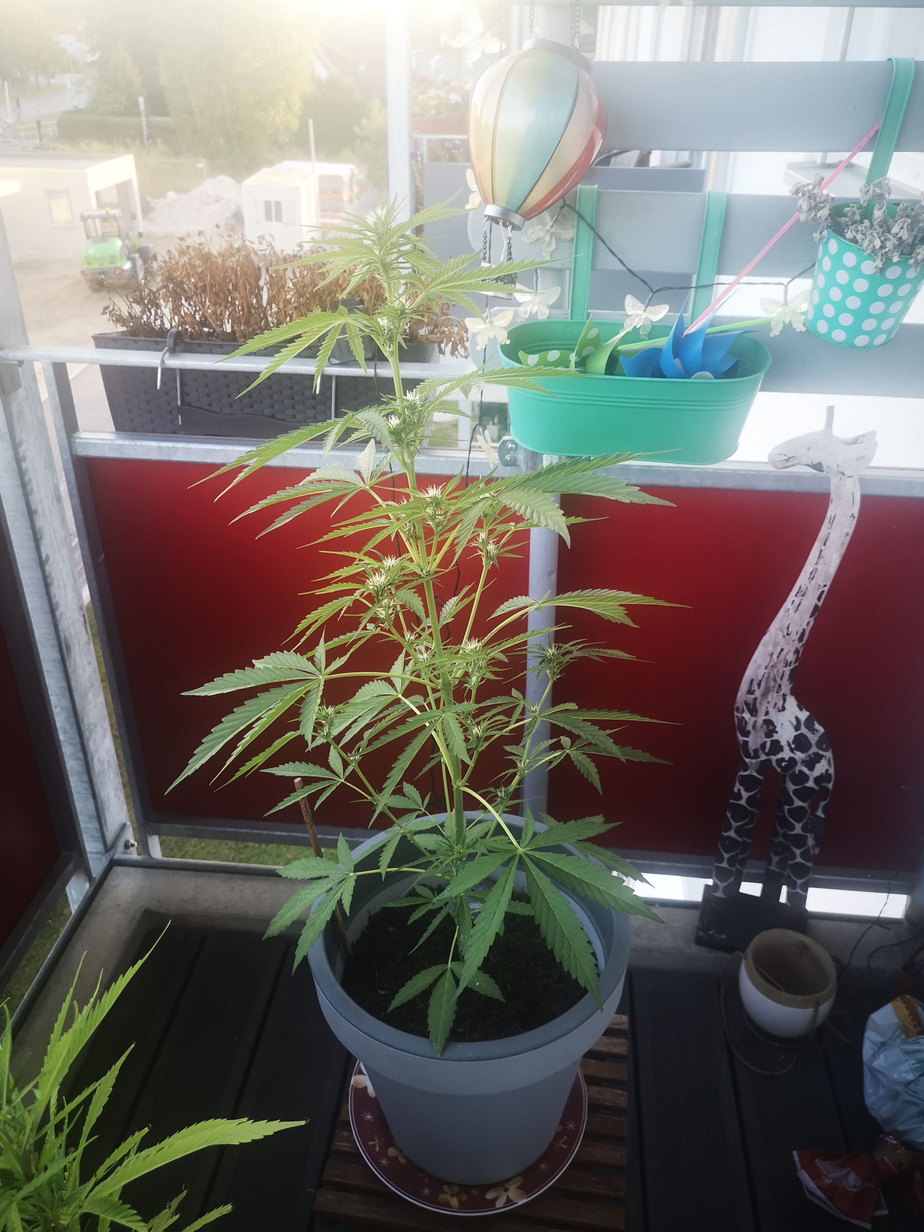 Autoflowering-Hanfsorte am Balkon