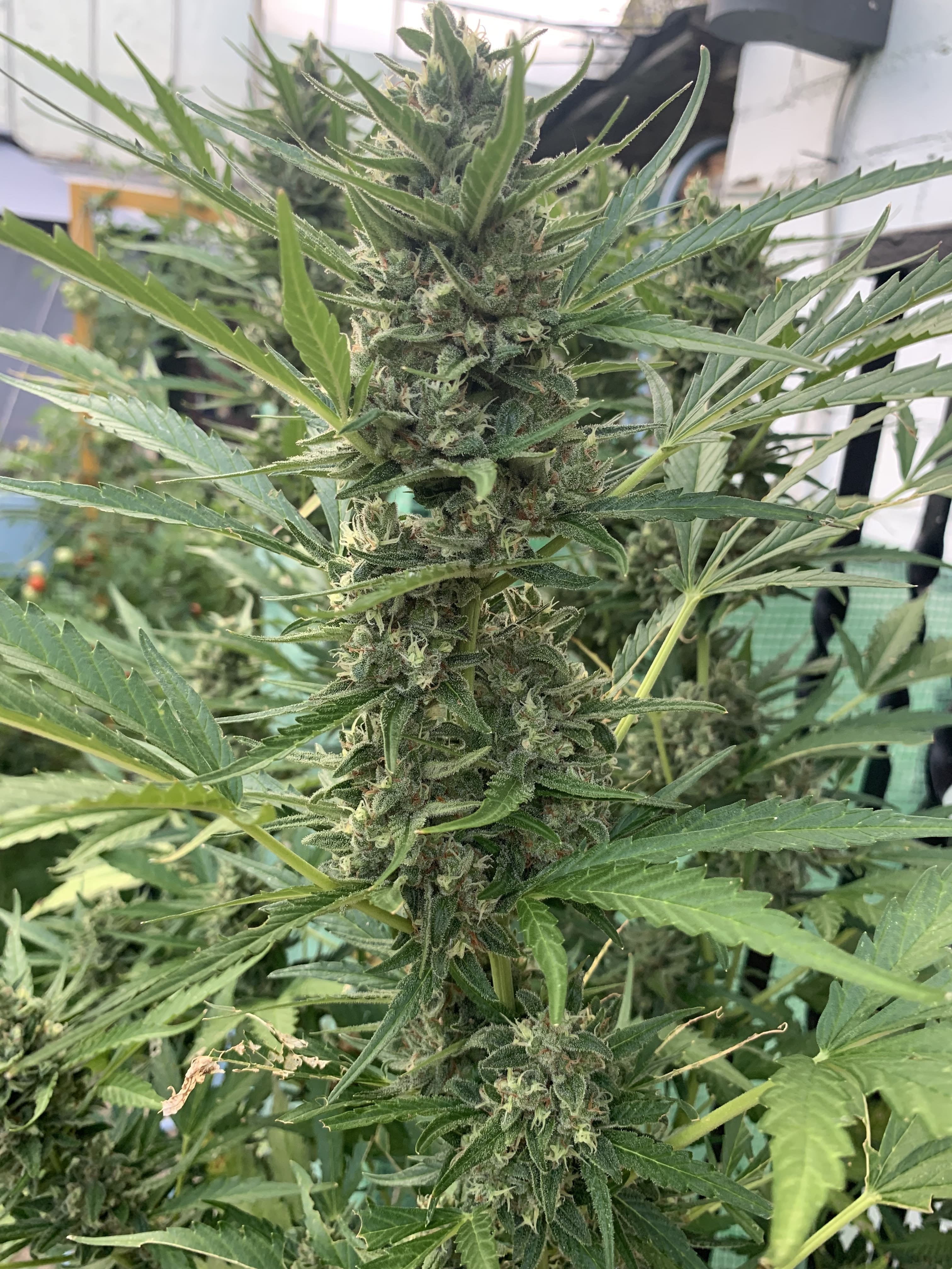 Cannabis Samen CherryPie Auto mit Cannabis Dünger