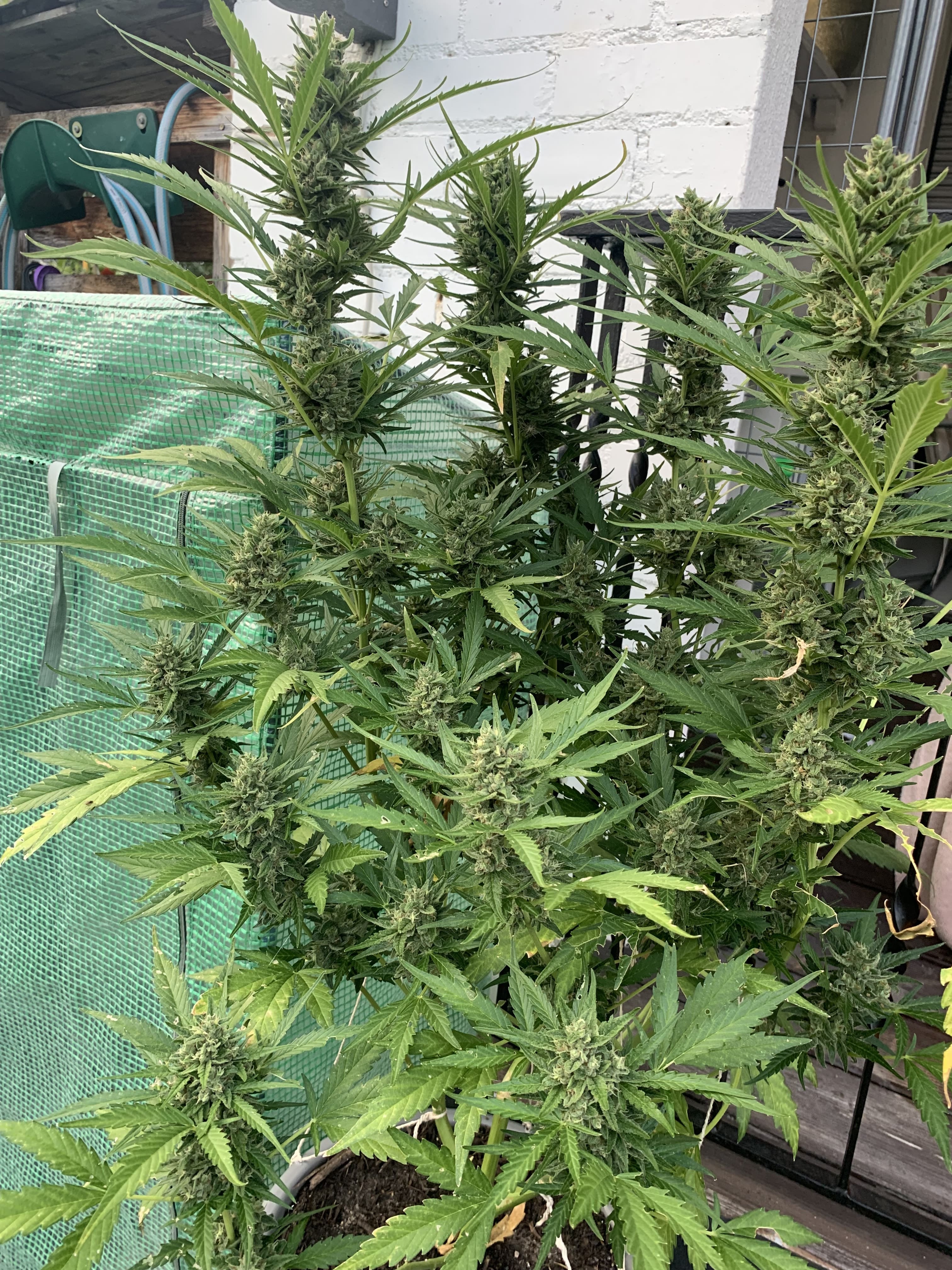 Cannabis Samen mit Cannabis Dünger gedüngt