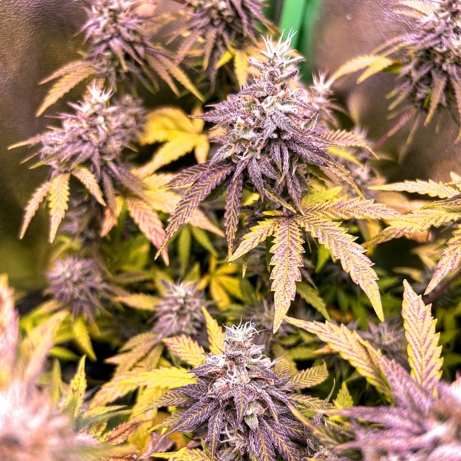 TK Seeds - Choco Honey Cream