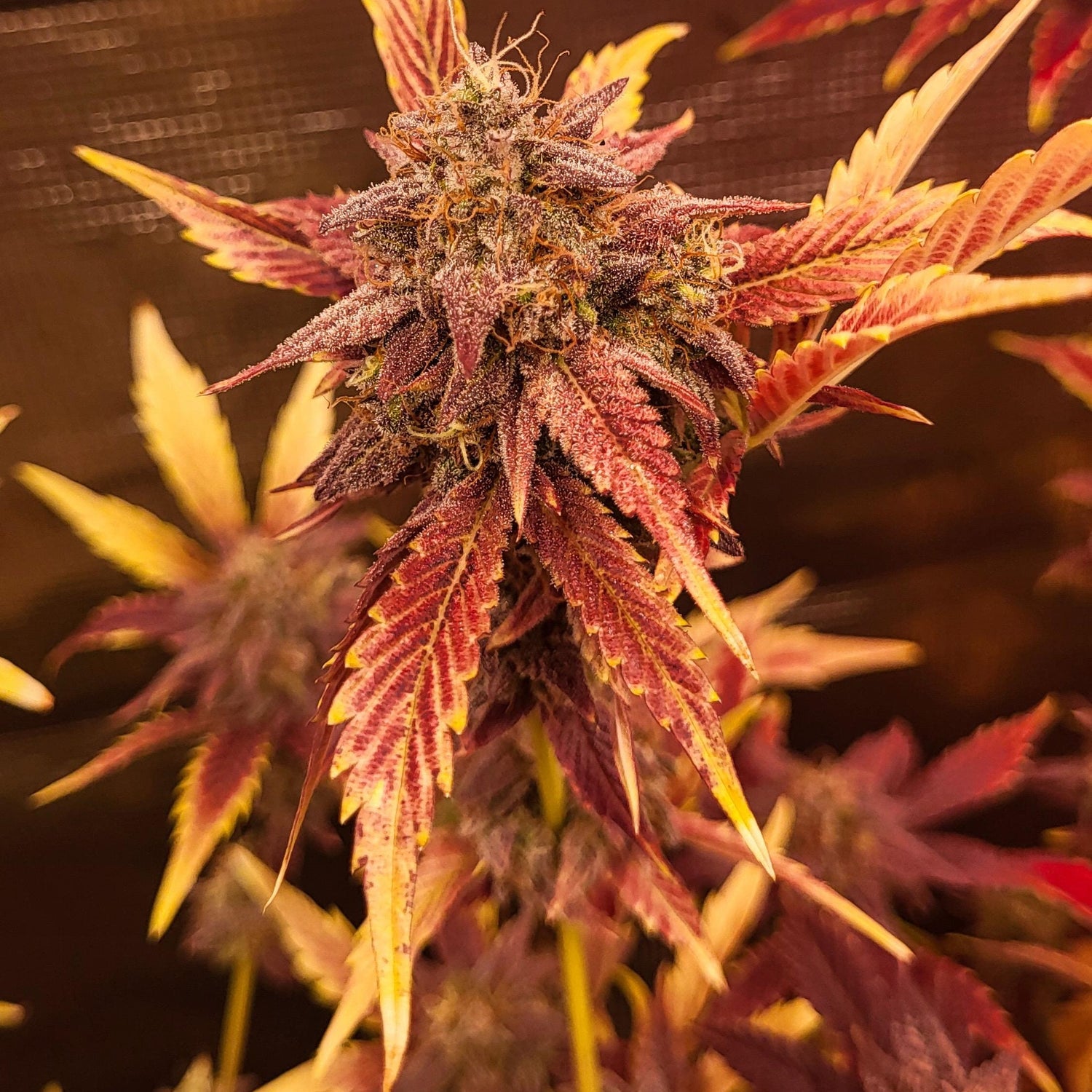 Red Northern Poison von TK Seeds mit fruchtigen Geschmack und Kirschnoten