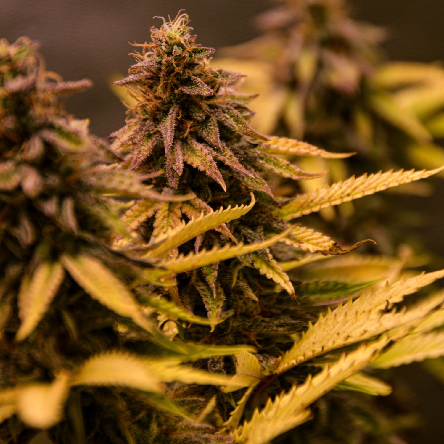 TK Seeds - XXX Gorilla OG