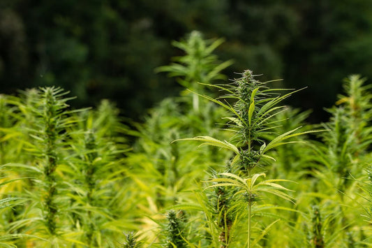 Royal Queen Seeds – Cannabis Sorten 2024