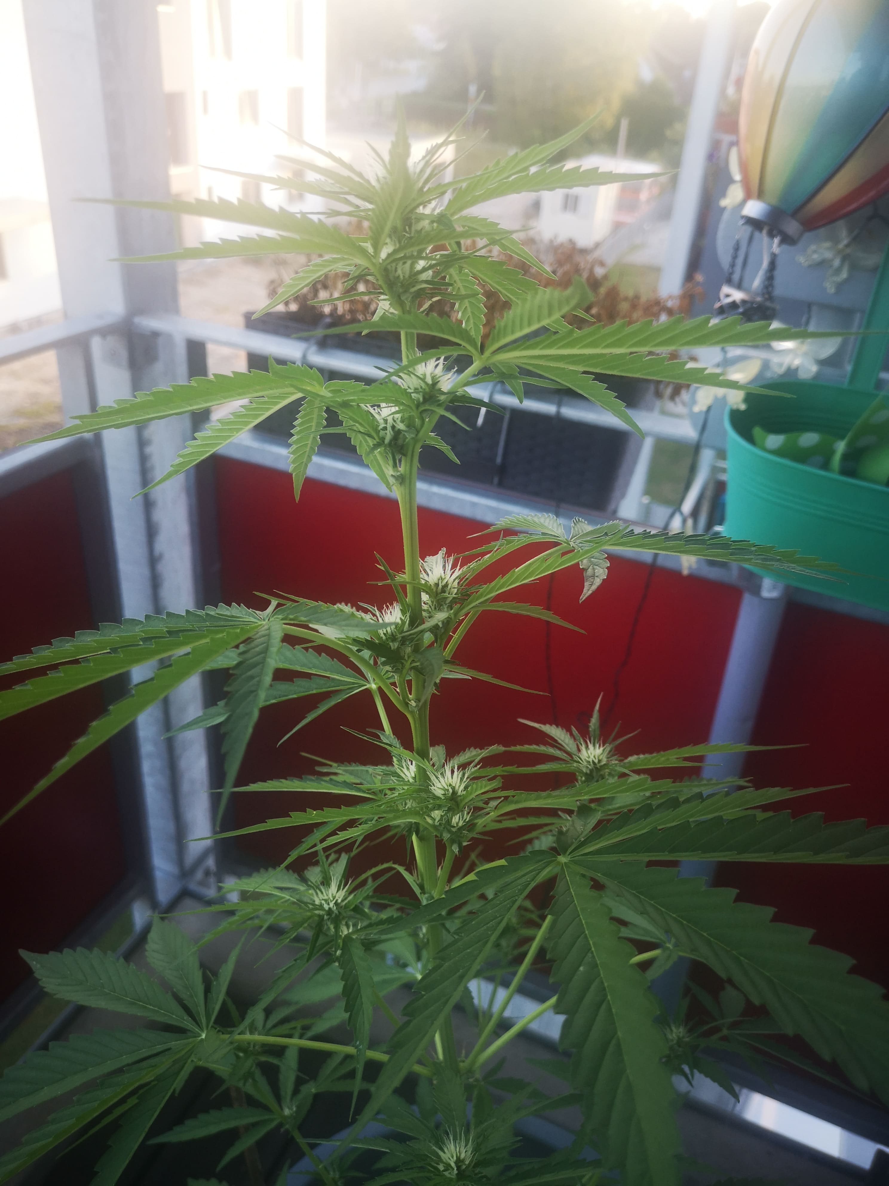 Cannabis auf der Terrasse 