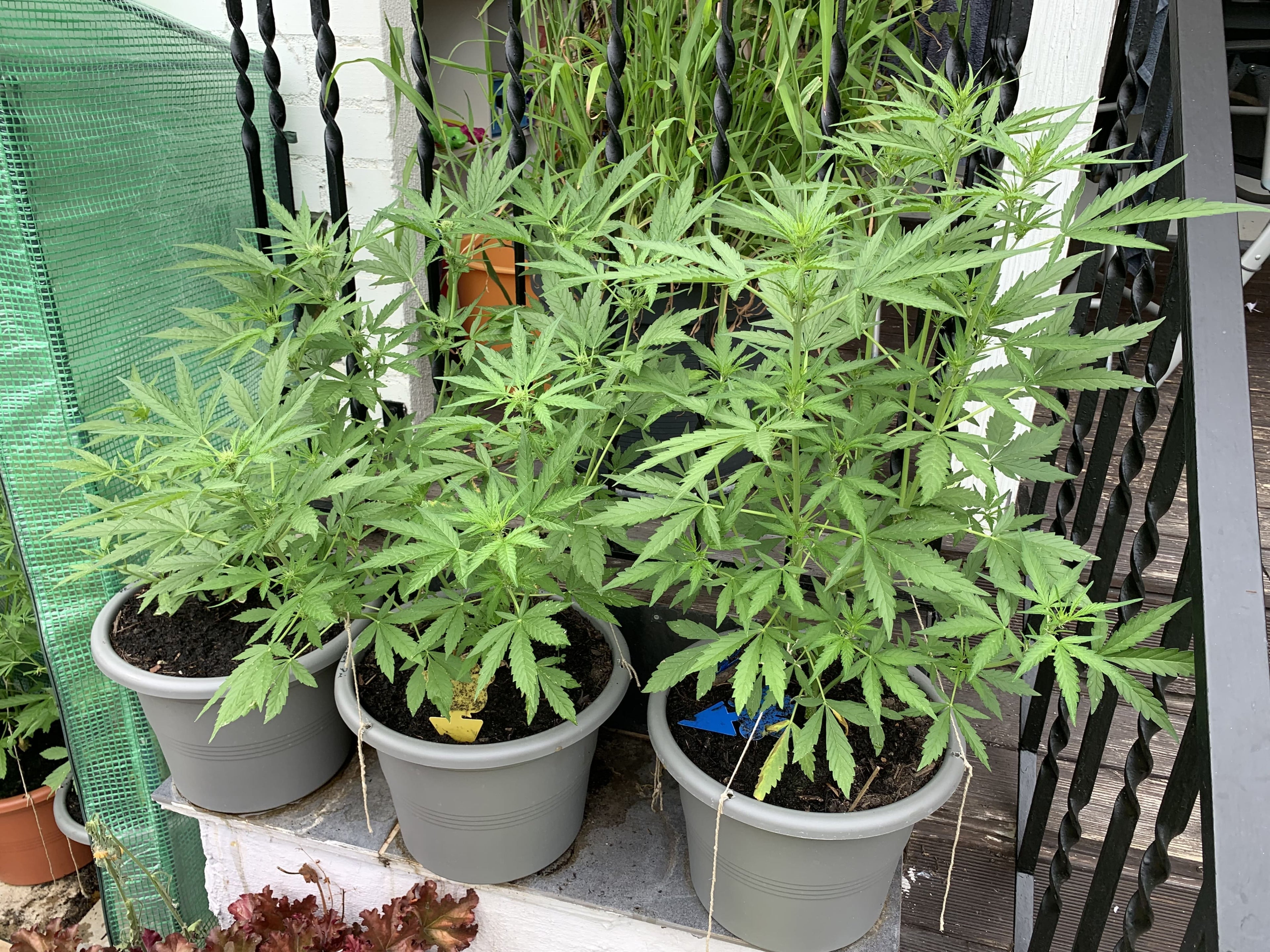 Cannabis_CerryPie_Grow_1