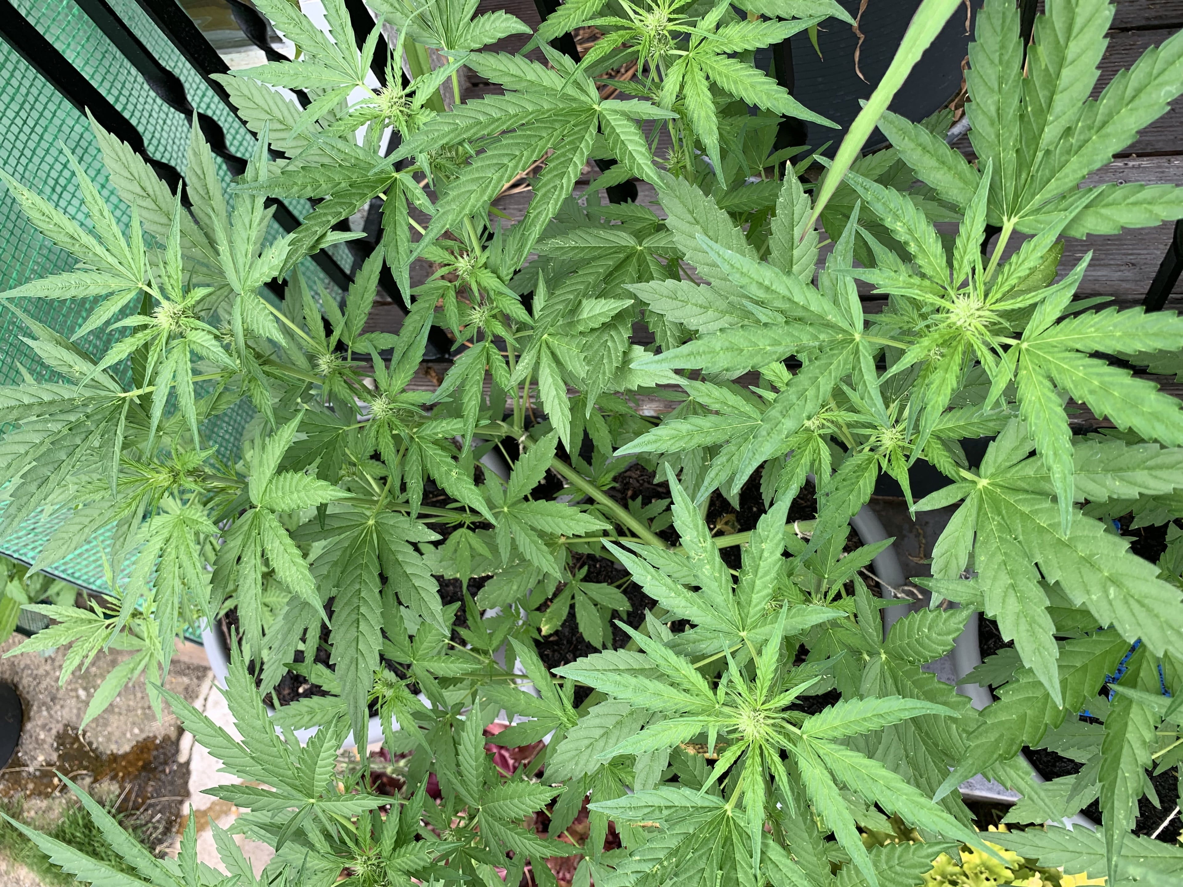 Cannabis_CerryPie_Grow_2