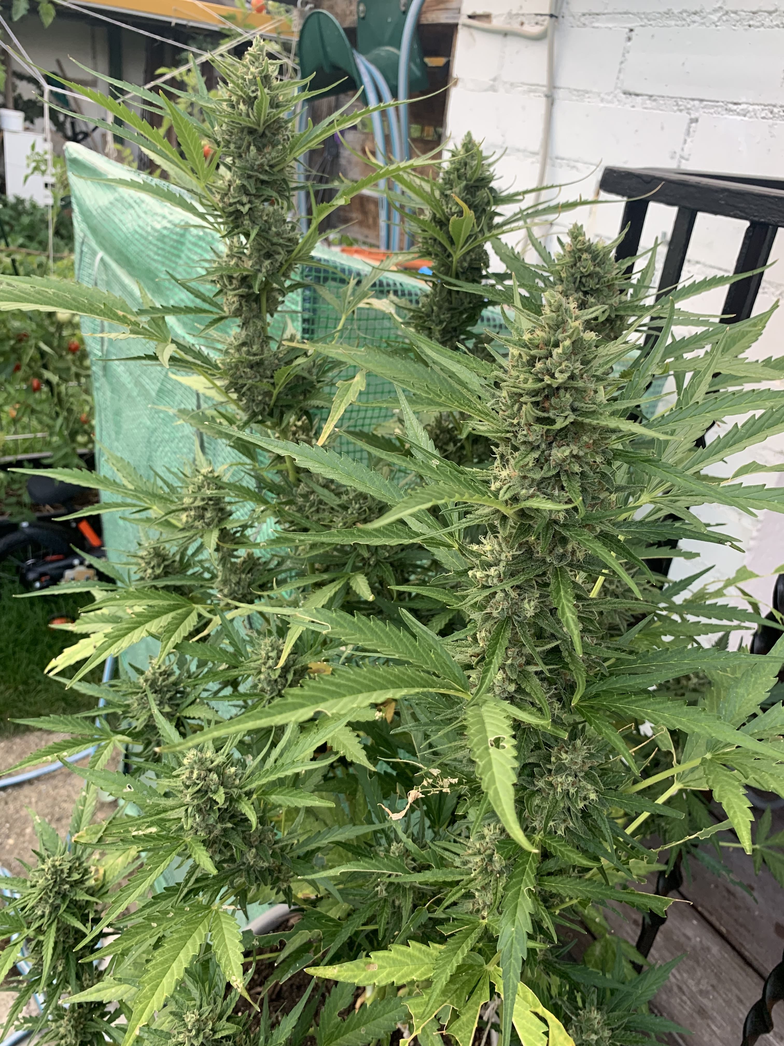 Cannabis Samen Auto mit Cannabis Dünger 