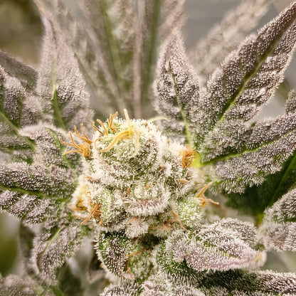 Organischer Blüte Booster THC (1)