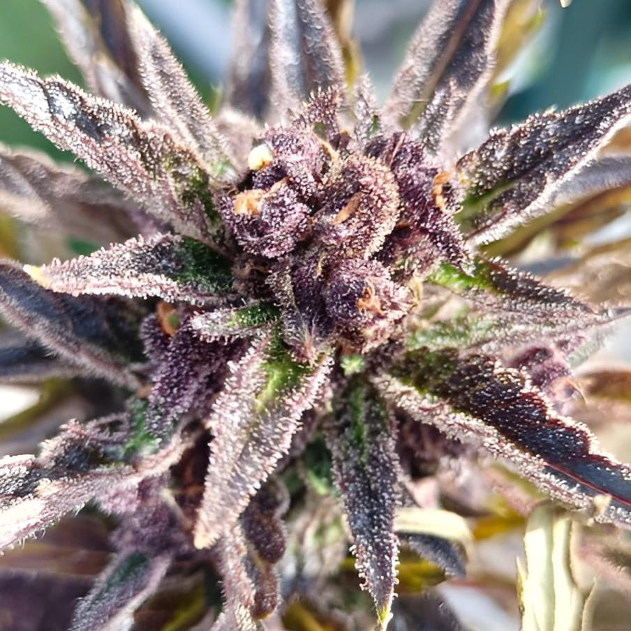 Organischer Blüte Booster THC (2)