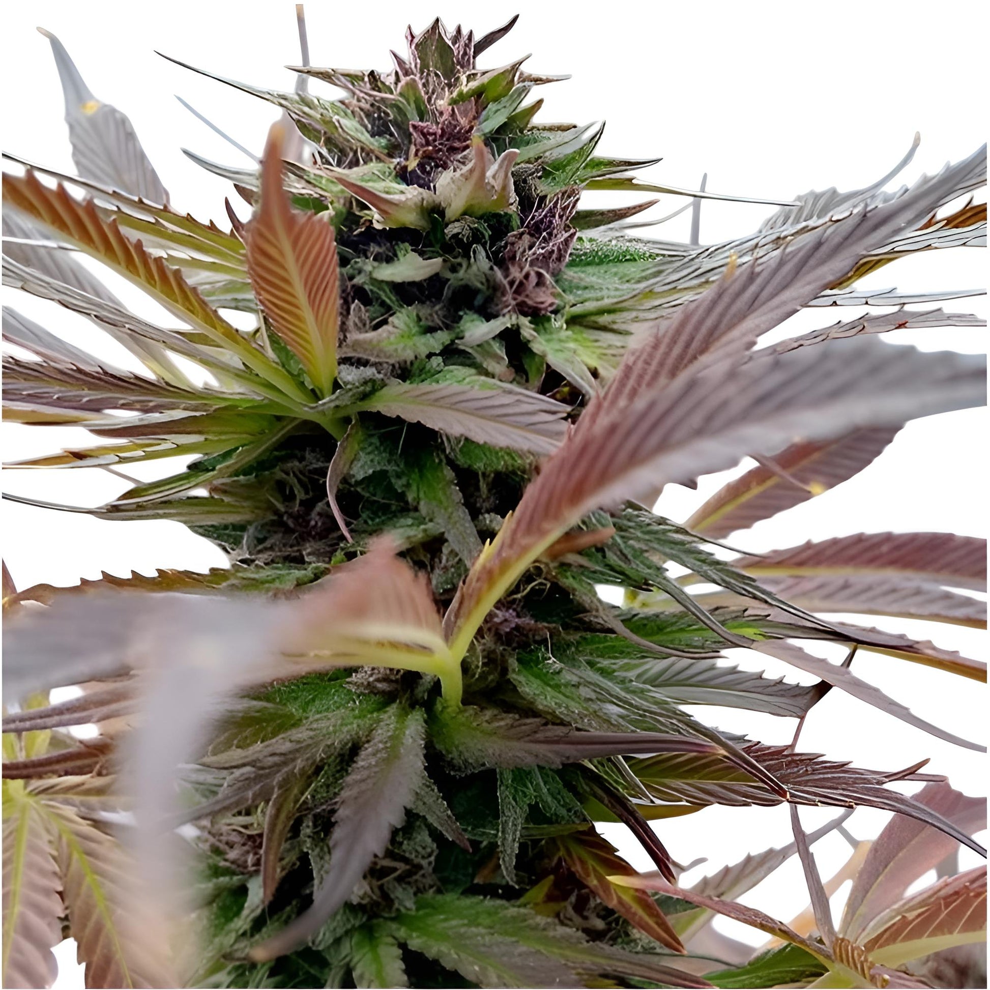 Organischer Blüte Booster THC (3)