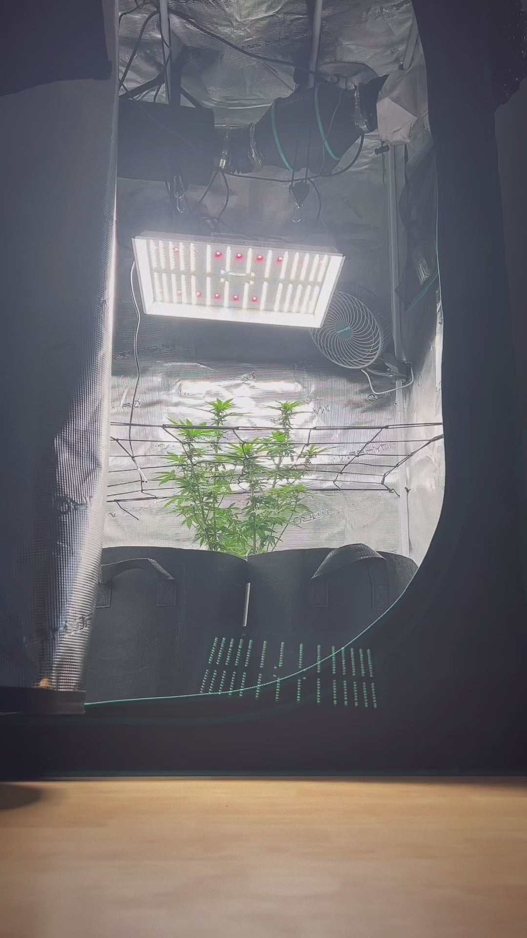 Video laden: Fermentiergläser für Cannabis Blüten - Curing Gläser