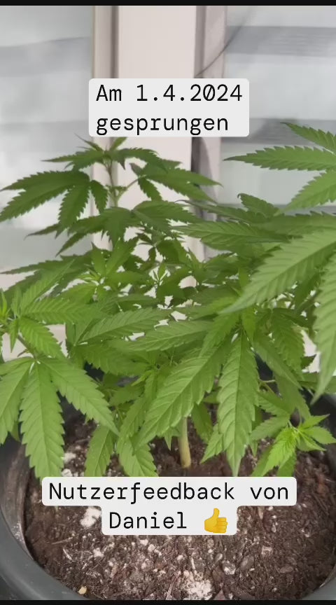 Video laden: Erfahrungsvideo mit Hanfstoff gedüngt The Happy Cannabis